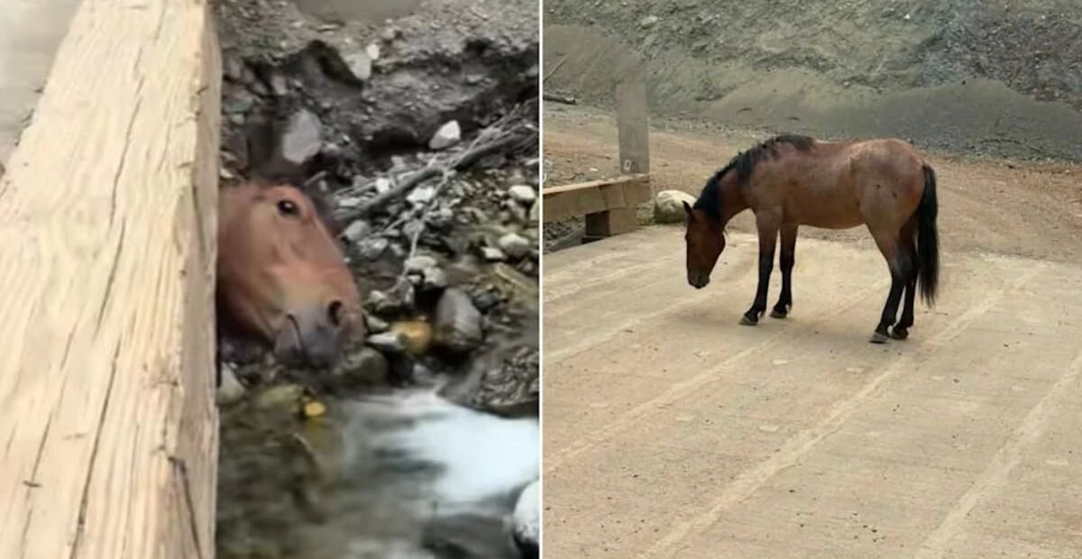 Horse Found With Head Trapped in Bridge Near Lytton, B.C., by Passing Truck Driver