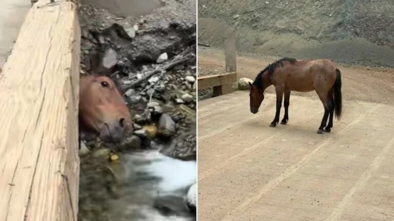 Horse Found With Head Trapped in Bridge Near Lytton, B.C., by Passing Truck Driver