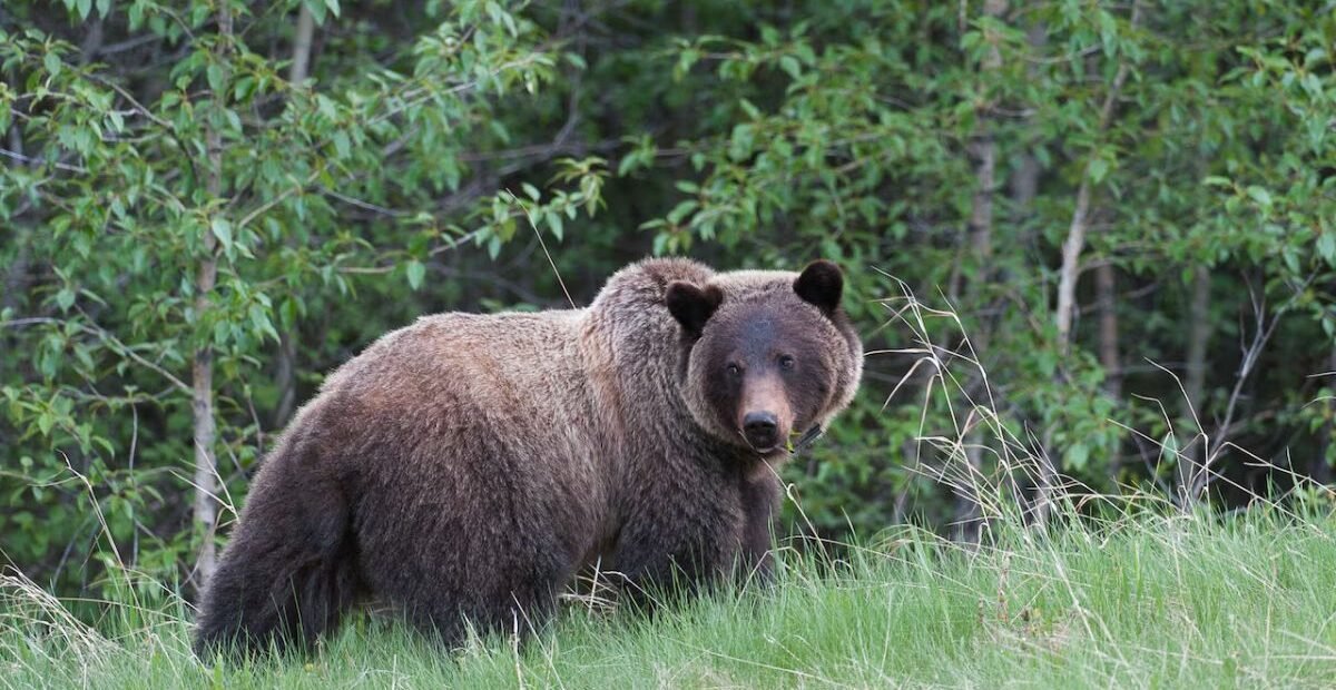 Jasper National Park Trail Temporarily Closed After Grizzly Injures Hikers: Parks Canada