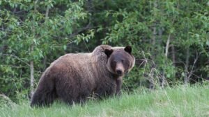 Jasper National Park Trail Temporarily Closed After Grizzly Injures Hikers: Parks Canada