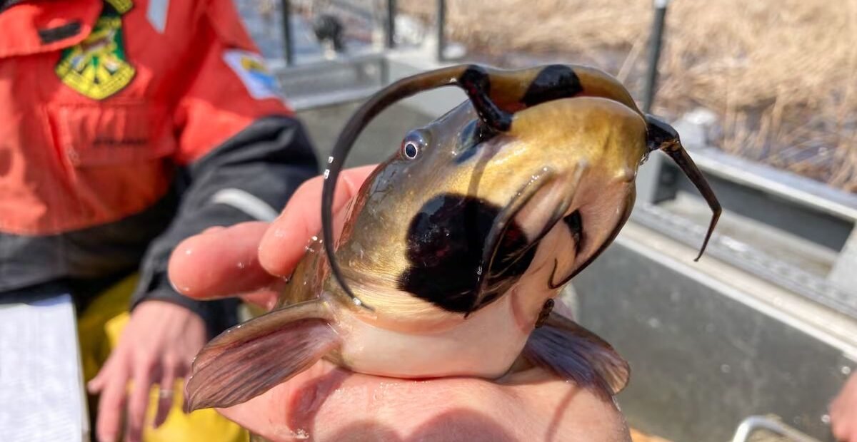 Rare Contagious Cancer Detected in Fish From Quebec and U.S. Lakes