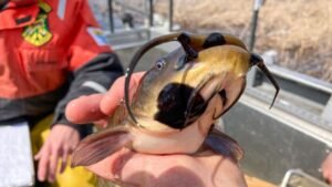 Rare Contagious Cancer Detected in Fish From Quebec and U.S. Lakes