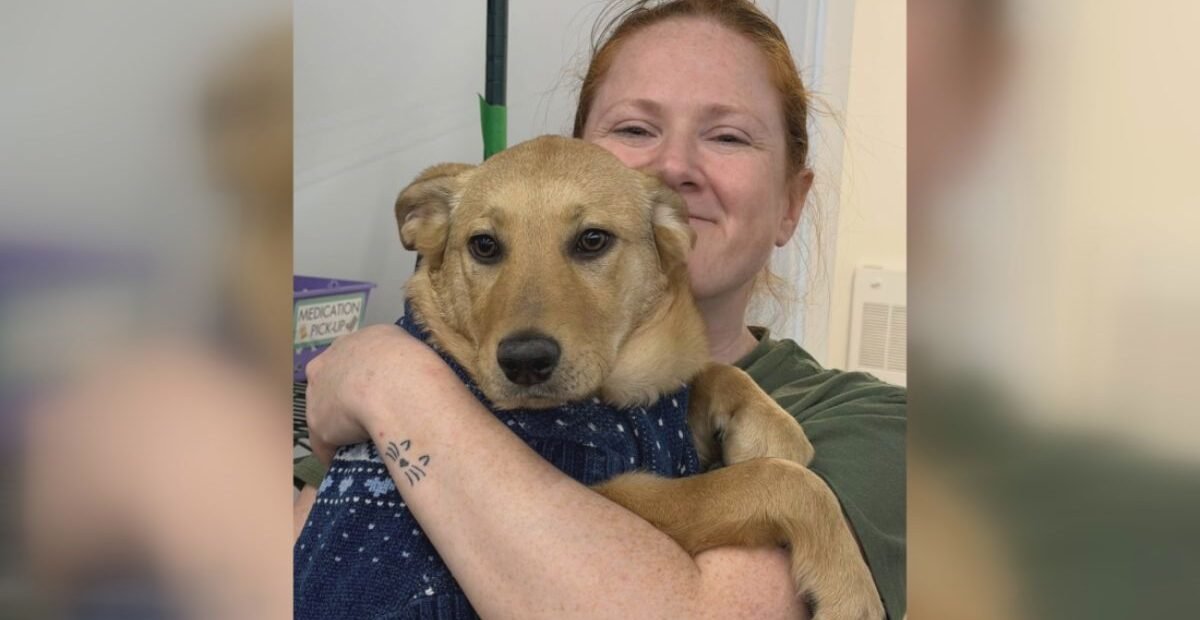 Woman Dies While Attempting to Rescue Stray Dogs in Northern Manitoba