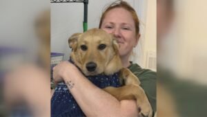 Woman Dies While Attempting to Rescue Stray Dogs in Northern Manitoba