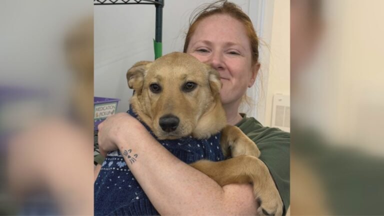 Woman Dies While Attempting to Rescue Stray Dogs in Northern Manitoba