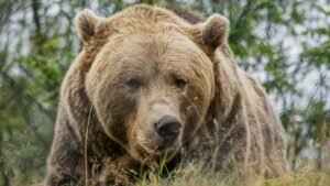 72-Year-Old Woman Seriously Injured in Grizzly Bear Attack in B.C.