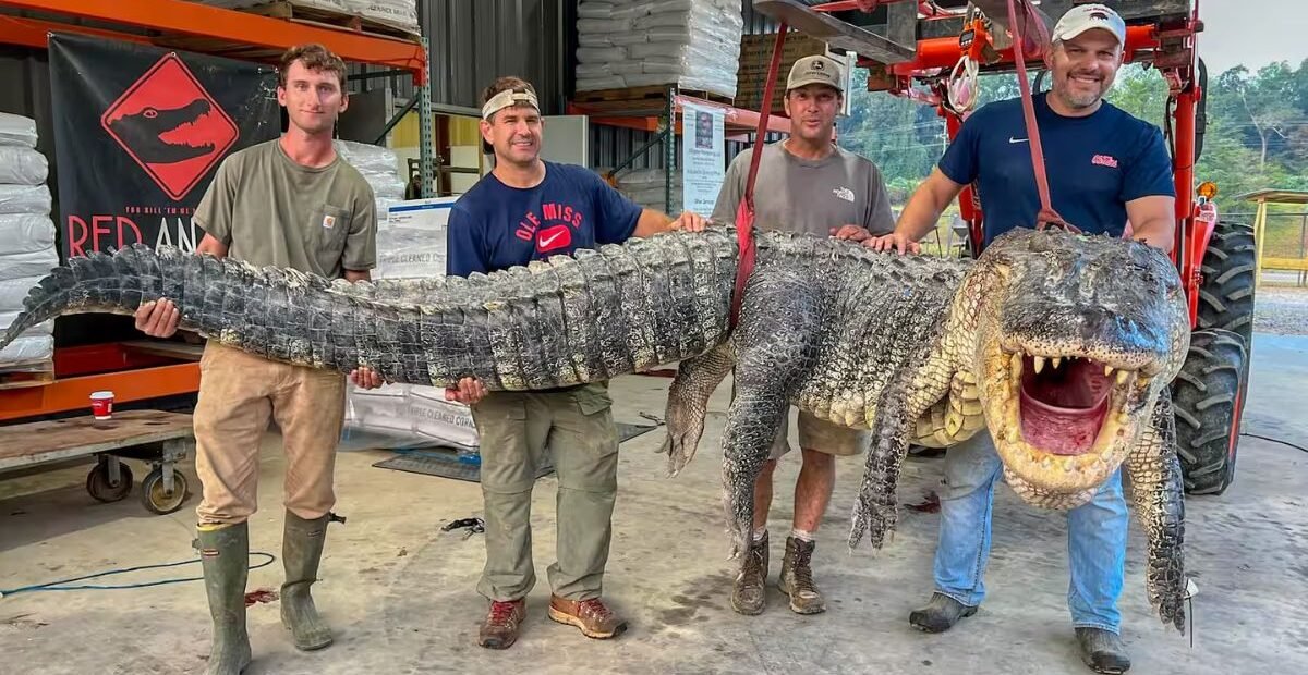 Mississippi River’s Biggest-Ever Alligator Captured in Record-Breaking Catch