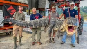 Mississippi River’s Biggest-Ever Alligator Captured in Record-Breaking Catch